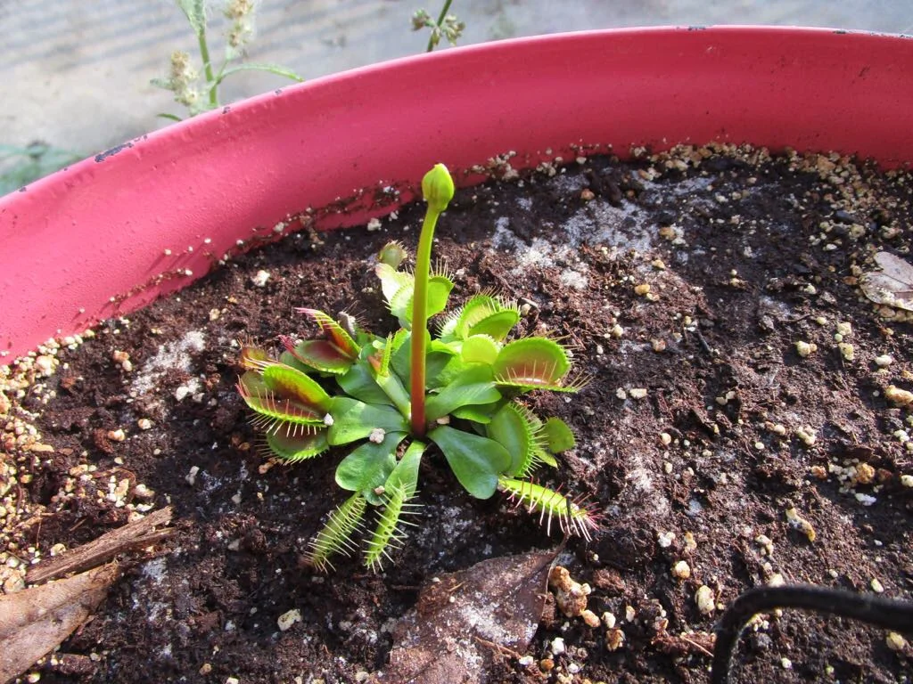 Venus flytrap