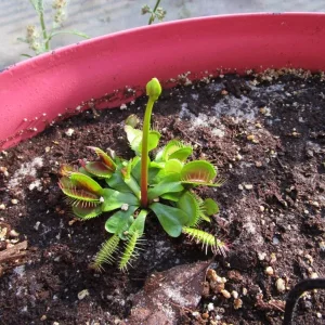 Venus flytrap